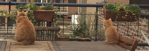 turbo+nacho-cropped